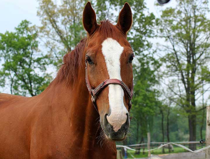 Equine Care