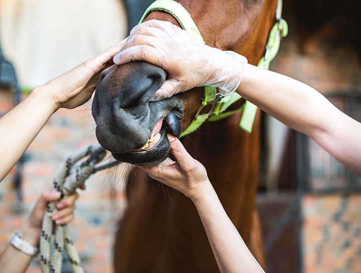 Horse dentistry