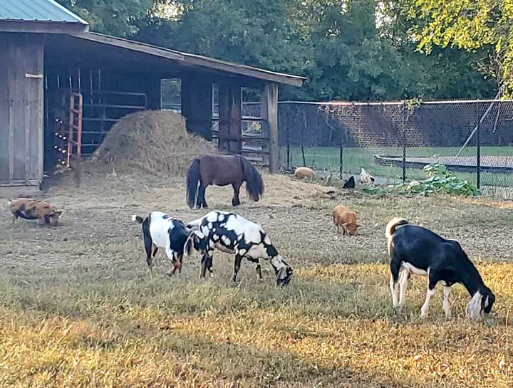 $city farm animal veterinarians