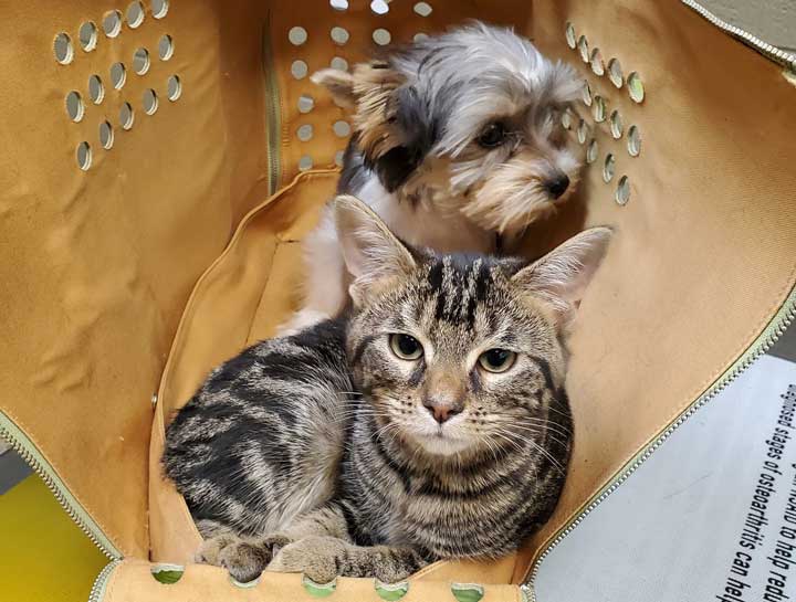 Puppy & Kitten Care 